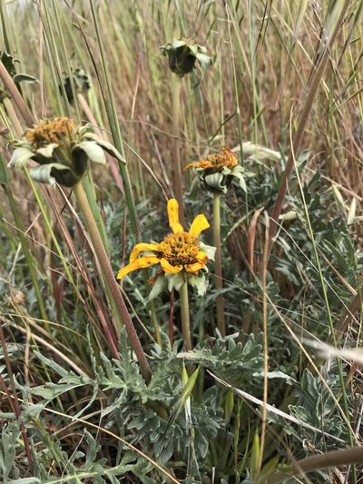 Balsamorhiza macrolepis, photographed by Scott Yarger