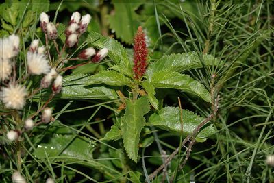 Acalypha communis, photographed by RAP