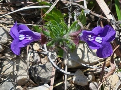 Salvia texana, photographed by johnyochum