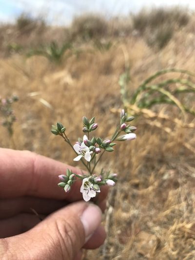 Linum californicum, photographed by Scott Yarger