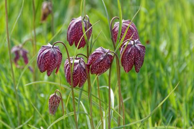 Fritillaria meleagris, photographed by Donald Davesne