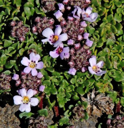 Junellia micrantha, photographed by Hugo Hulsberg