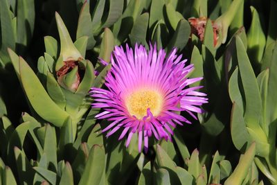 Carpobrotus chilensis, photographed by Millie Basden