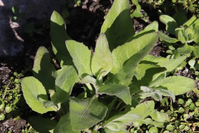 Pluchea odorata, photographed by Millie Basden