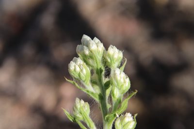 Pseudognaphalium californicum