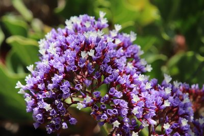 Limonium perezii, photographed by Millie Basden