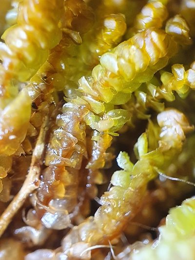 Scapania gracilis, photographed by Jonathan Hughes
