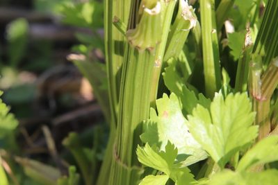 Apium graveolens, photographed by Millie Basden