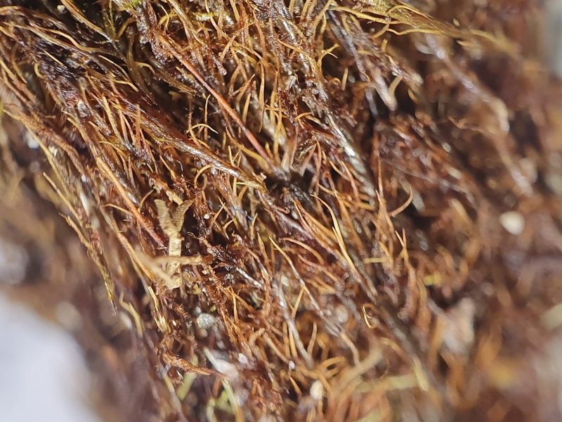 Distichium inclinatum, photographed by Jonathan Hughes