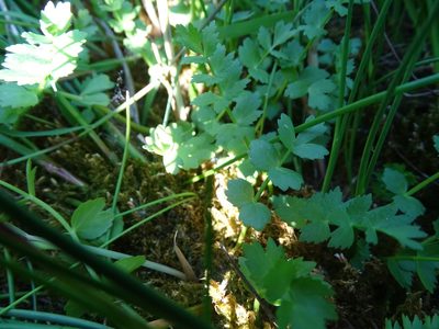 Helosciadium repens, photographed by Grzegorz Grzejszczak