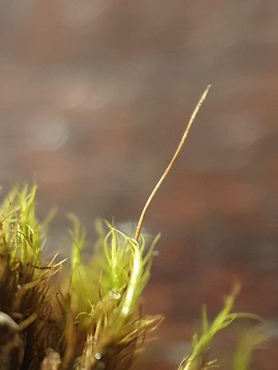 Distichium inclinatum, photographed by Jonathan Hughes