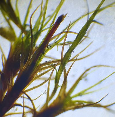 Distichium inclinatum, photographed by Jonathan Hughes
