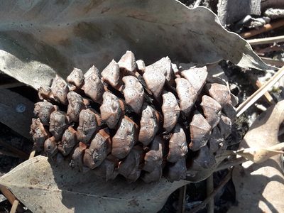 Pinus pinaster, photographed by Santiago Aguirre