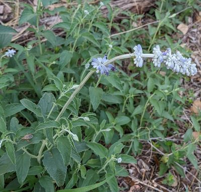Salvia farinacea, photographed by mattmsa