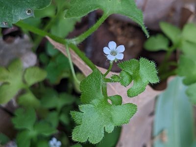 Nemophila aphylla, photographed by Rachel Sewell