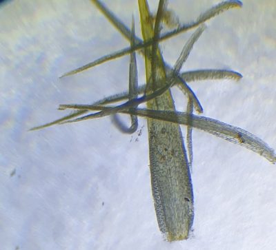 Campylopus fragilis, photographed by Jonathan Hughes
