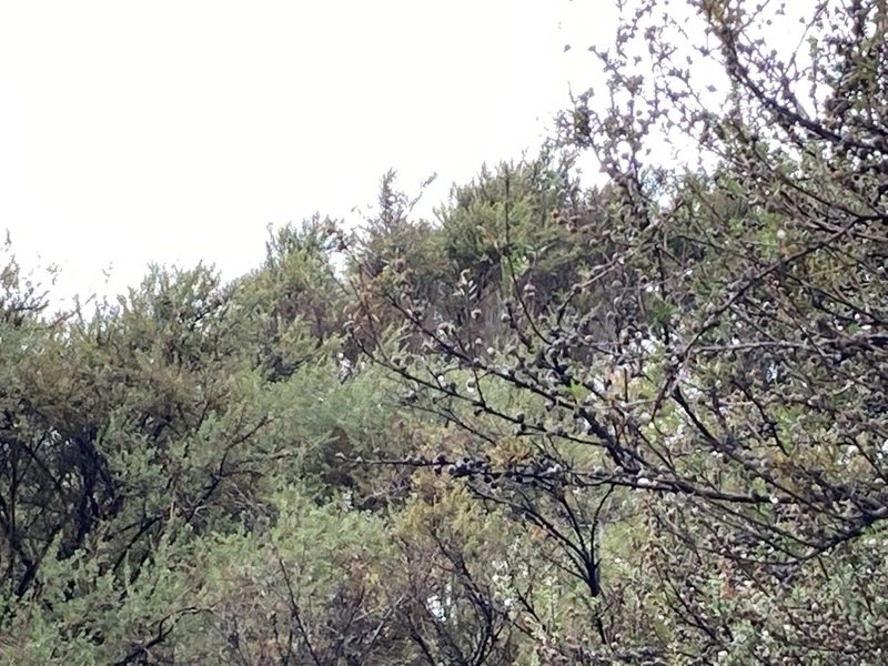 Leptospermum scoparium, photographed by Andy McKay