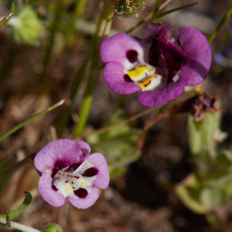 Diplacus tricolor, photographed by Ken-ichi Ueda