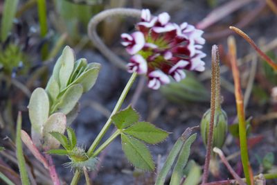 Trifolium variegatum, photographed by Ken-ichi Ueda