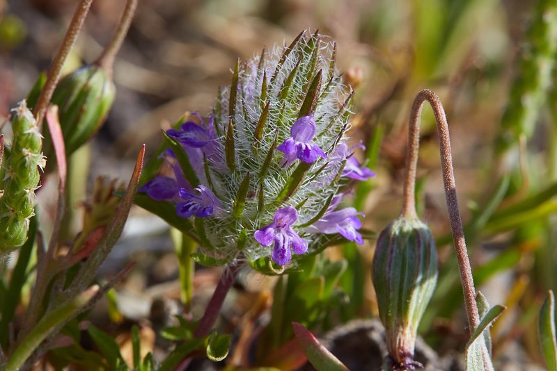 Pogogyne douglasii, photographed by Ken-ichi Ueda