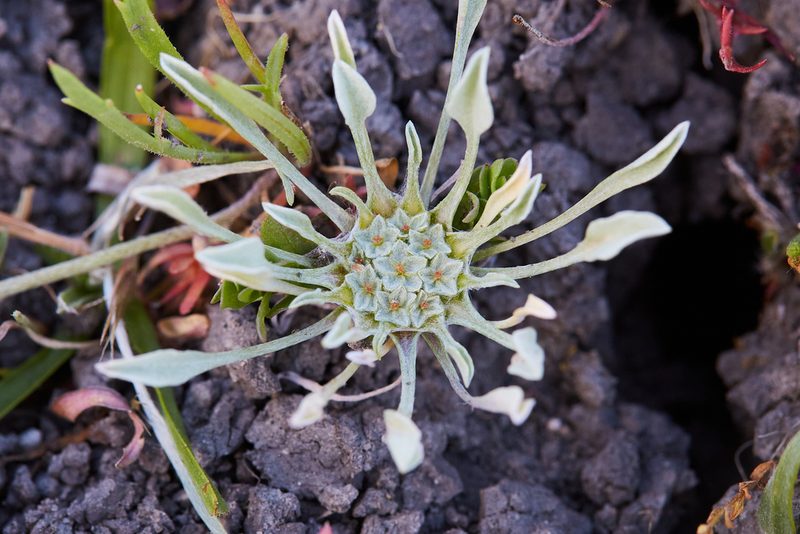 Hesperevax caulescens, photographed by Ken-ichi Ueda