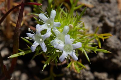 Navarretia leucocephala, photographed by Ken-ichi Ueda