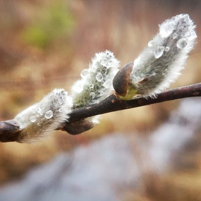 Salix discolor, photographed by Alexis Williams