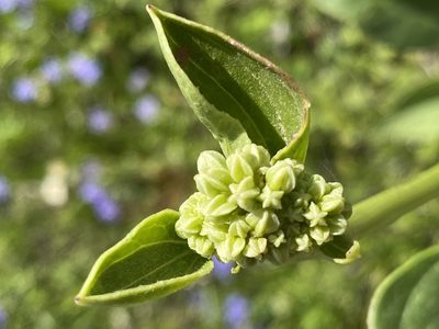 Arnoglossum plantagineum, photographed by Michelle Lopez