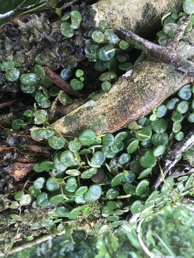 Peperomia serpens, photographed by fern Wildtruth
