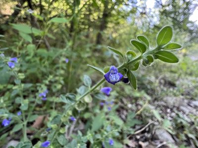 Scutellaria drummondii, photographed by samlutfy