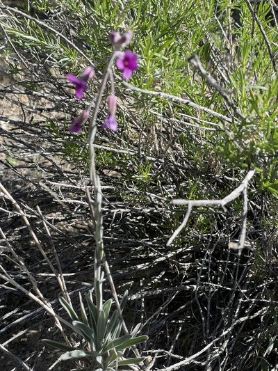 Boechera pulchra, photographed by Leah Gardner