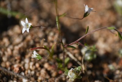 Nemacladus ramosissimus, photographed by Trevor Van Loon