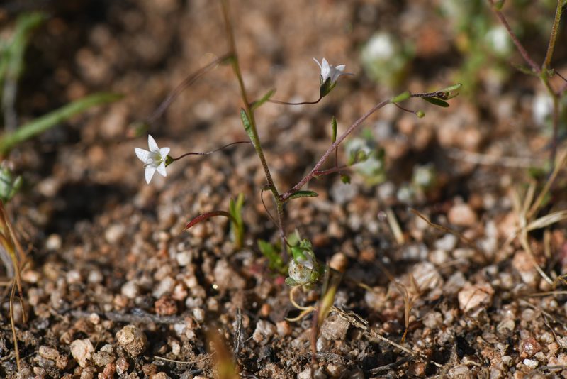 Nemacladus ramosissimus, photographed by Trevor Van Loon