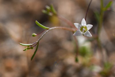 Nemacladus ramosissimus, photographed by Trevor Van Loon