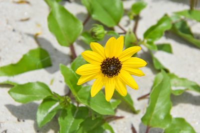 Helianthus debilis, photographed by Jay Pruett