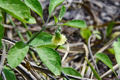 Physalis walteri, photographed by Jay Pruett