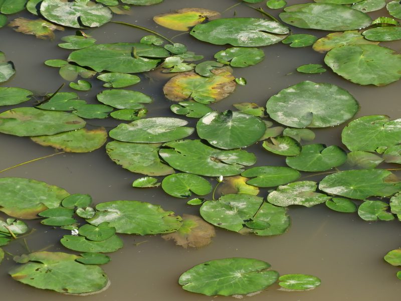 Nymphoides humboldtiana, photographed by Ezequiel Vera