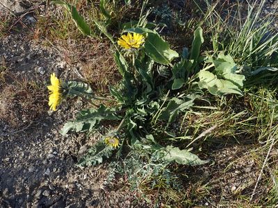 Balsamorhiza rosea, photographed by Nolan Exe
