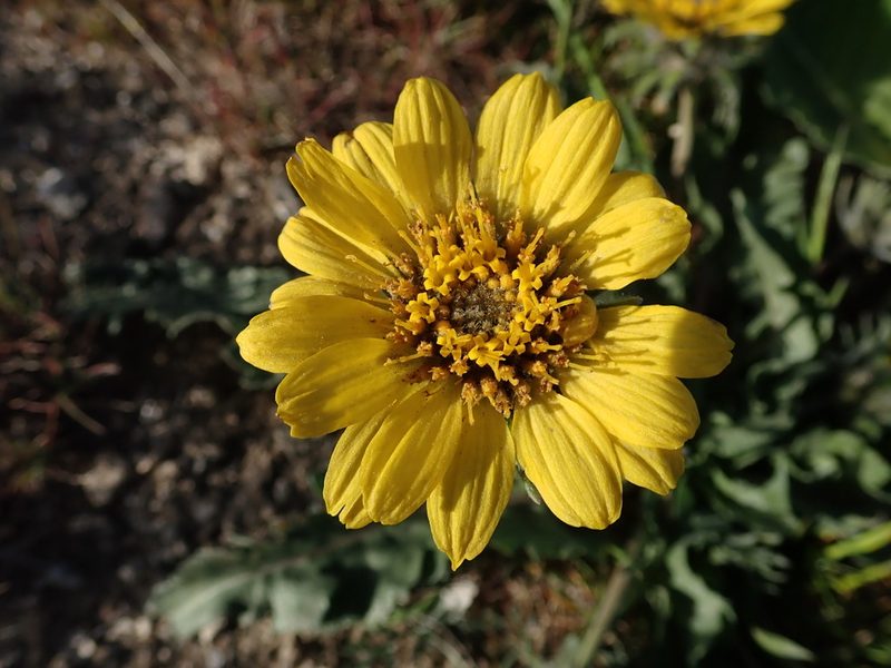 Balsamorhiza rosea, photographed by Nolan Exe