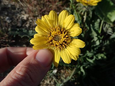 Balsamorhiza rosea, photographed by Nolan Exe