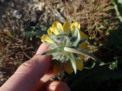 Balsamorhiza rosea, photographed by Nolan Exe