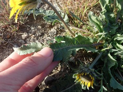 Balsamorhiza rosea, photographed by Nolan Exe