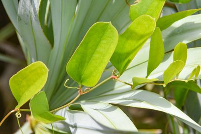 Smilax auriculata, photographed by Jay Pruett