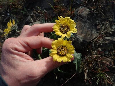 Balsamorhiza rosea, photographed by Nolan Exe