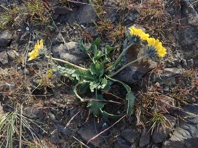 Balsamorhiza rosea, photographed by Nolan Exe