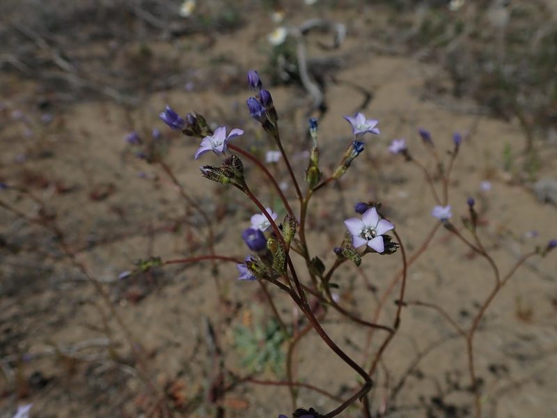 Gilia sinuata, photographed by Nolan Exe