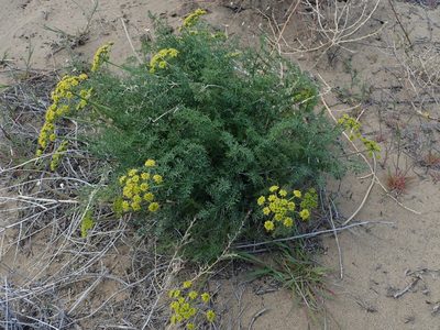 Cymopterus terebinthinus, photographed by Nolan Exe