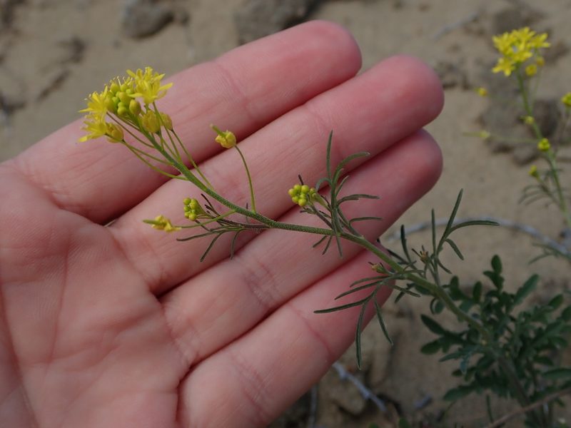Descurainia longepedicellata, photographed by Nolan Exe