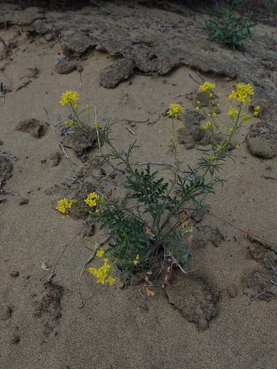 Descurainia longepedicellata, photographed by Nolan Exe