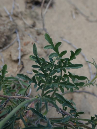 Descurainia longepedicellata, photographed by Nolan Exe